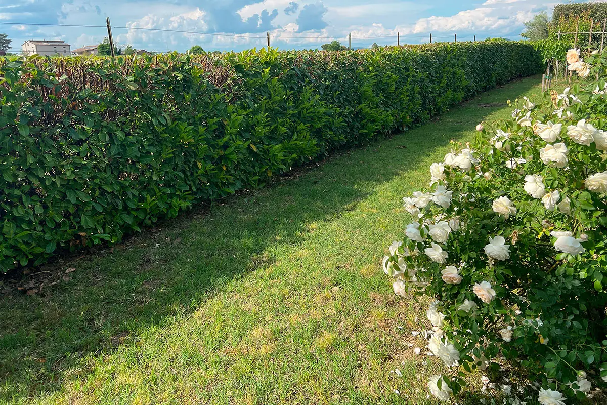 Come proteggere le piante dal vento: il trucco del muro naturale Come proteggere le piante dal vento: il trucco del muro naturale