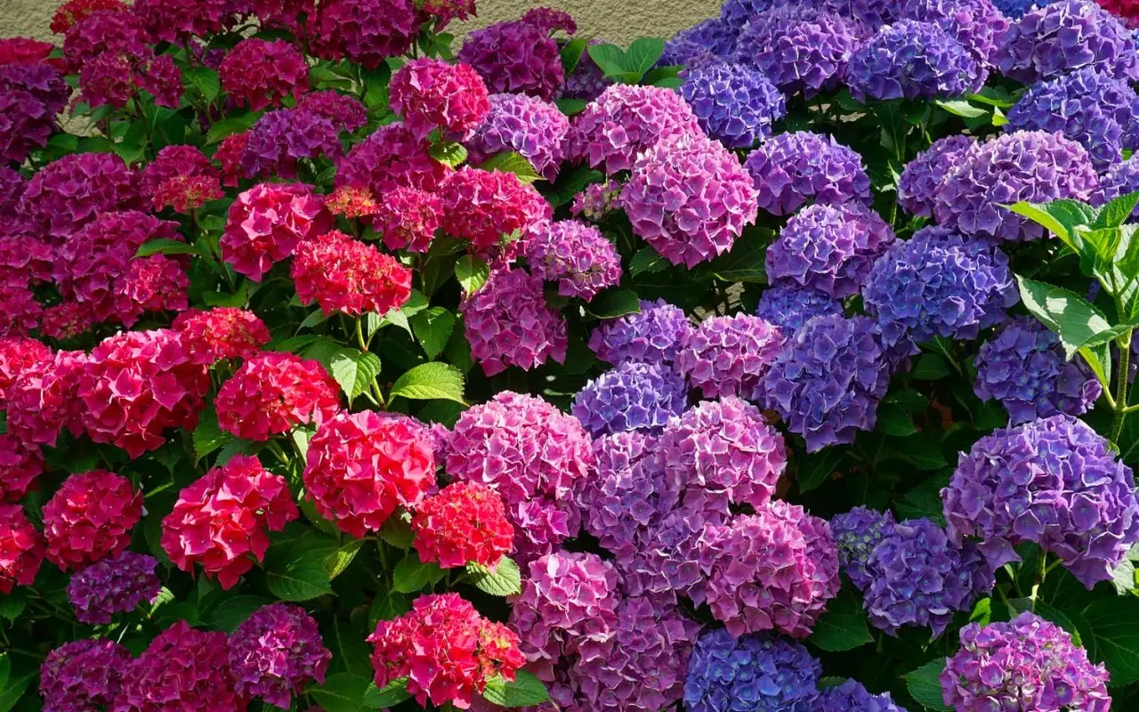 Ortensia sempre in fiore? Il trucco del ferro che pochi conoscono Ortensia sempre in fiore? Il trucco del ferro che pochi conoscono