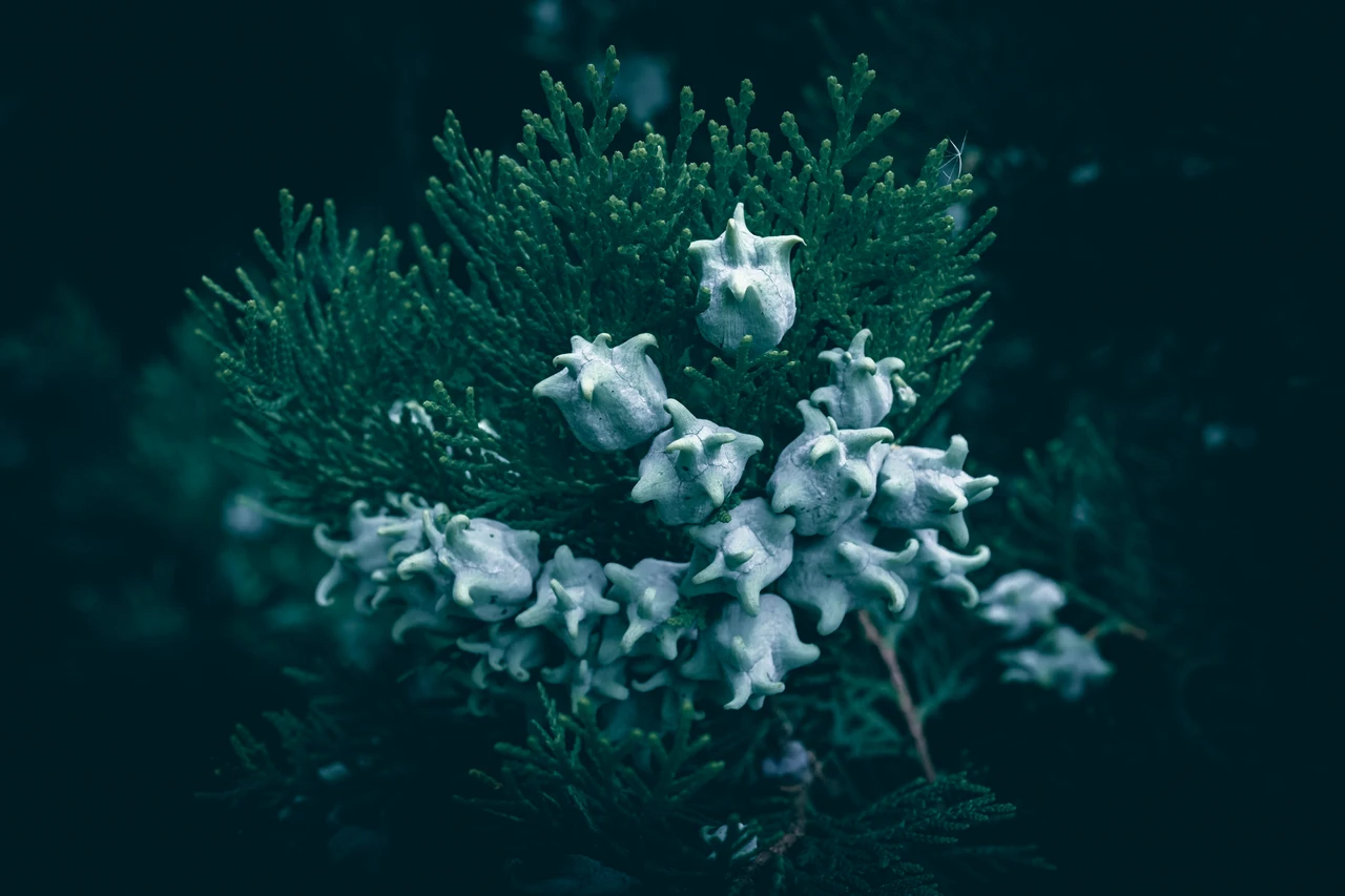 Fiori notturni per giardini estivi: le varietà che sbocciano dopo il tramonto Fiori notturni per giardini estivi: le varietà che sbocciano dopo il tramonto
