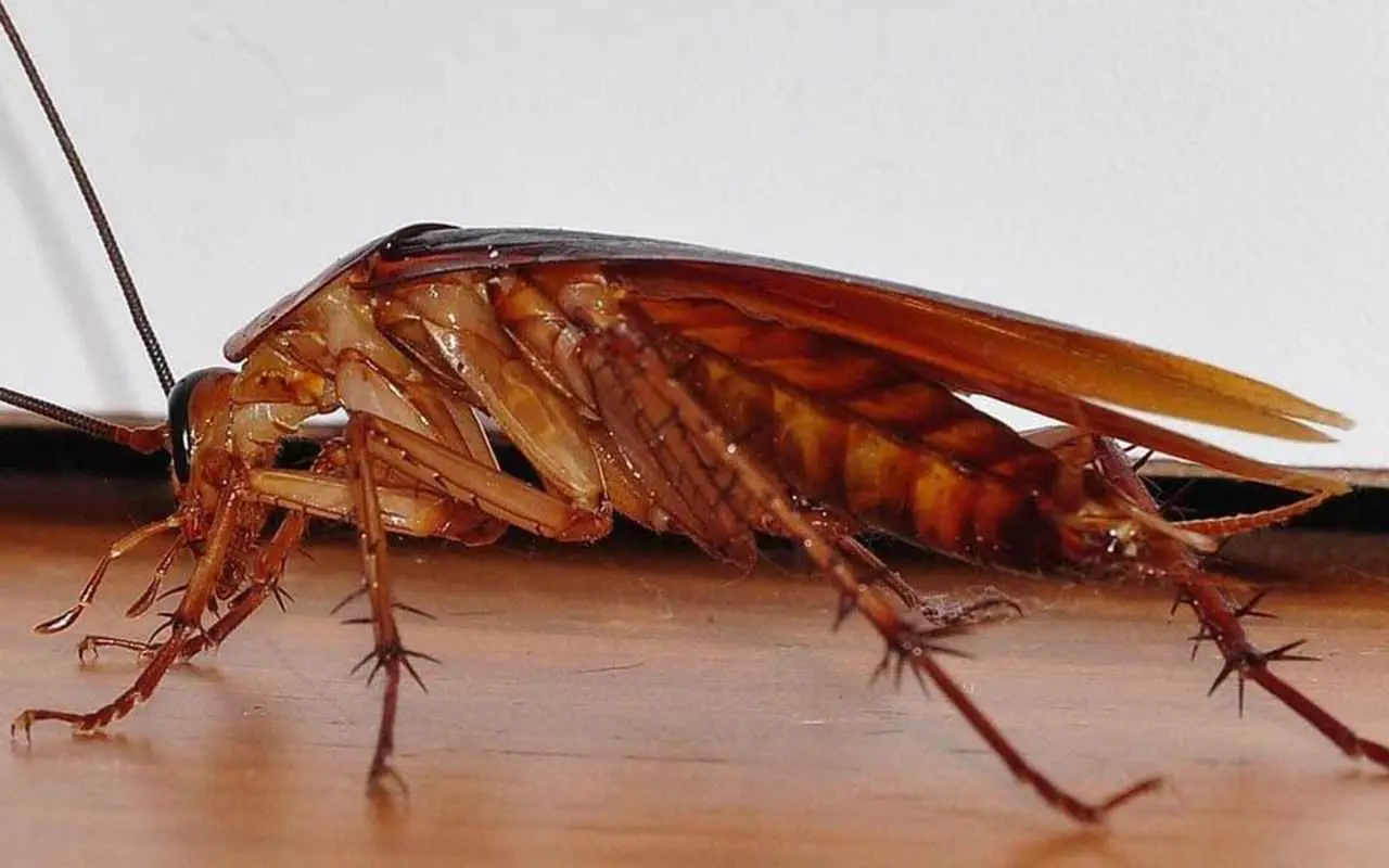 Il rimedio naturale per tenere lontani scarafaggi e ragni Il rimedio naturale per tenere lontani scarafaggi e ragni