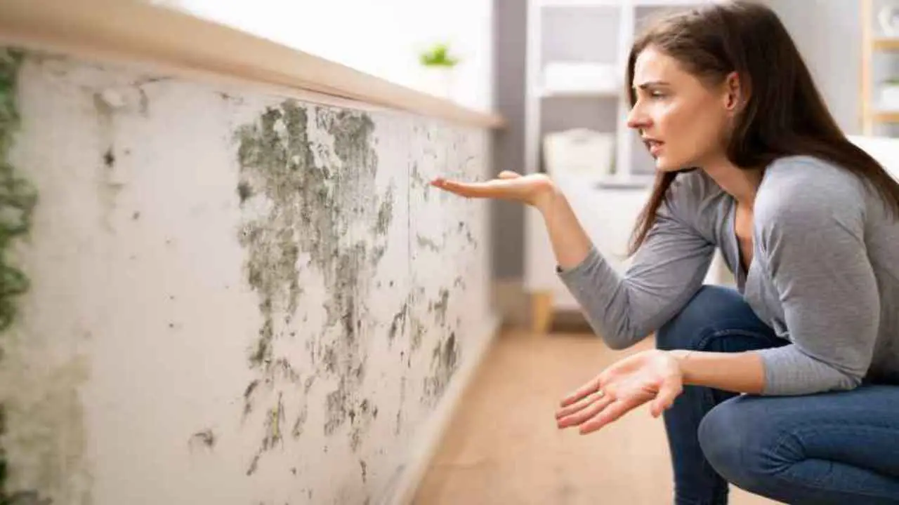 Scopri il trucco infallibile per eliminare la muffa dai muri senza prodotti chimici Scopri il trucco infallibile per eliminare la muffa dai muri senza prodotti chimici