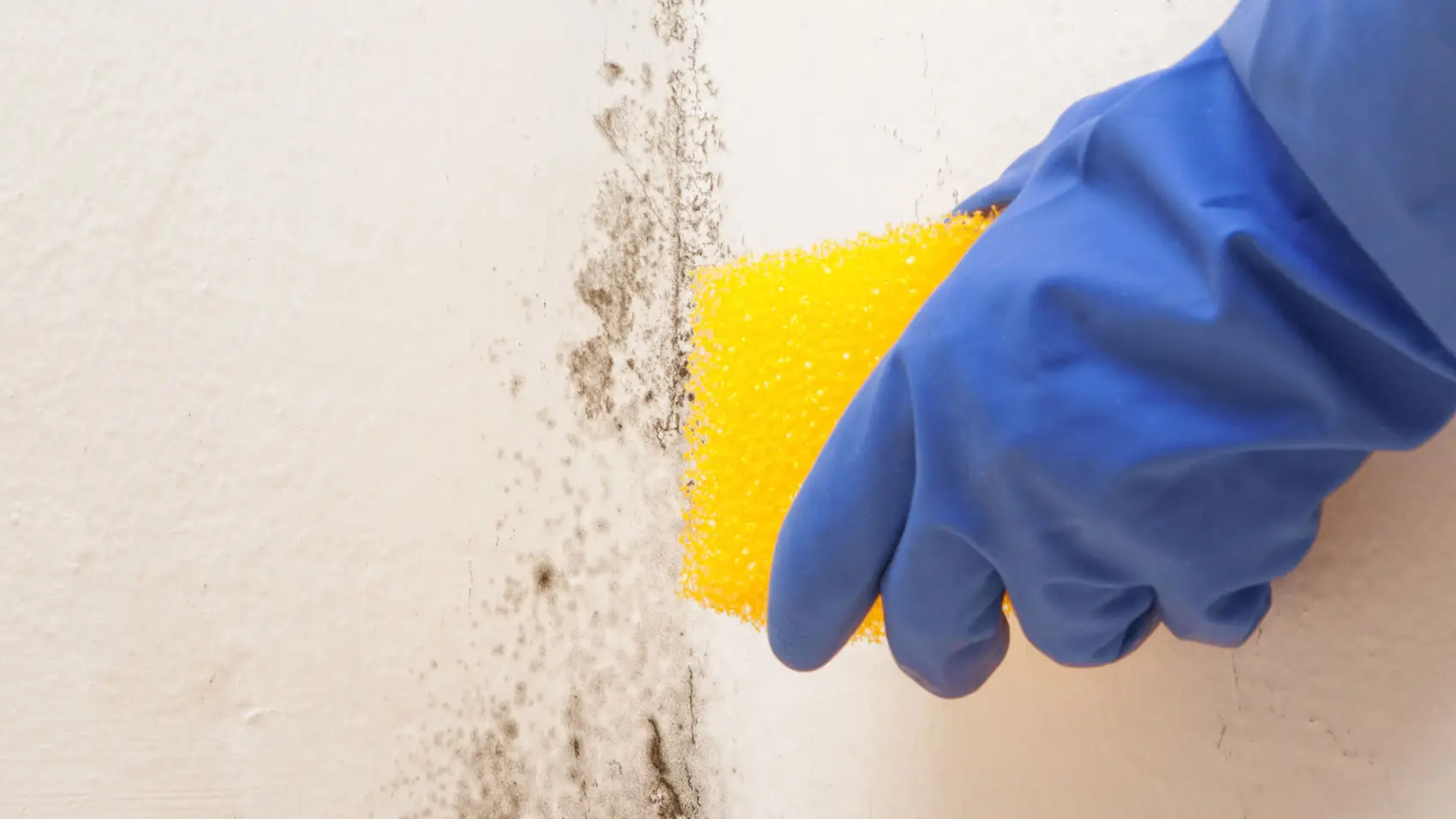 Scopri il trucco infallibile per eliminare la muffa dai muri senza prodotti chimici Scopri il trucco infallibile per eliminare la muffa dai muri senza prodotti chimici