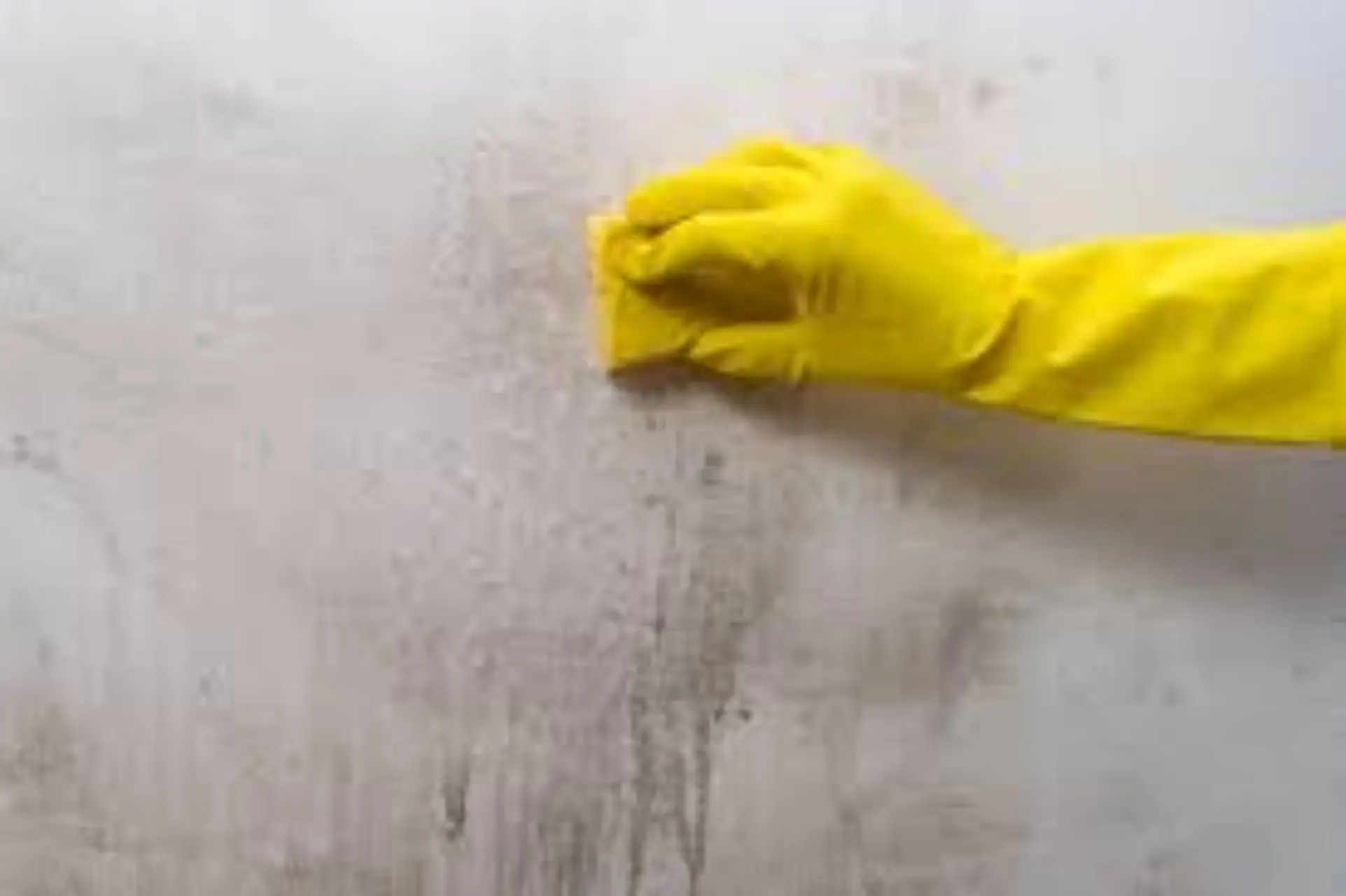Scopri il trucco infallibile per eliminare la muffa dai muri senza prodotti chimici Scopri il trucco infallibile per eliminare la muffa dai muri senza prodotti chimici
