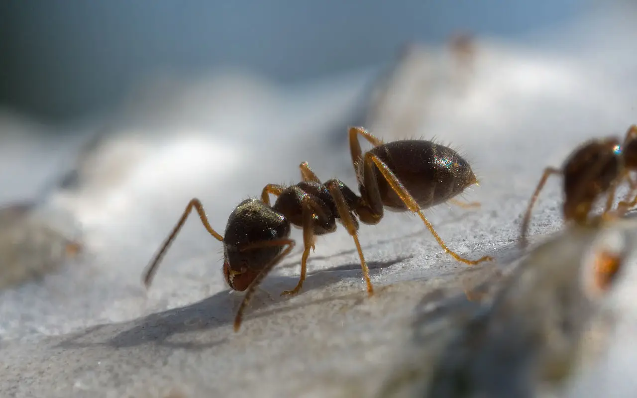 Stop alle formiche in casa: la soluzione casalinga che allontana senza rischi per i tuoi animali Stop alle formiche in casa: la soluzione casalinga che allontana senza rischi per i tuoi animali
