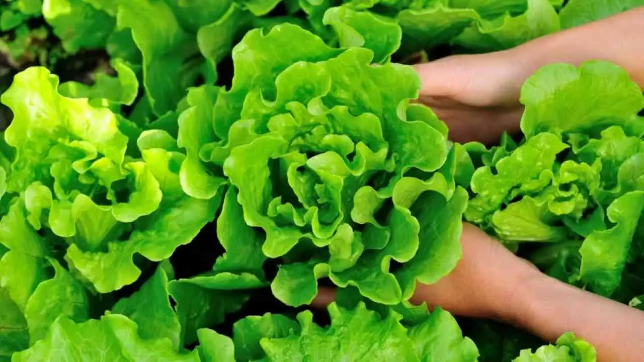 Insalata croccante più a lungo? Il trucco casalingo per conservarla senza sprechi Insalata croccante più a lungo? Il trucco casalingo per conservarla senza sprechi
