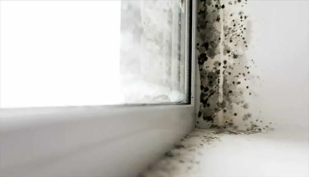 Elimina la muffa in bagno subito usando bicarbonato e olio essenziale naturale