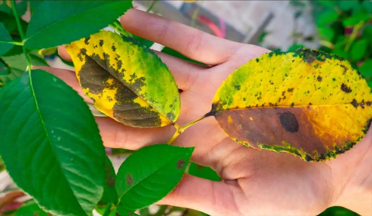 Perché bruciare una foglia in casa può migliorare l’atmosfera e il benessere: curiosità, benefici e tradizioni