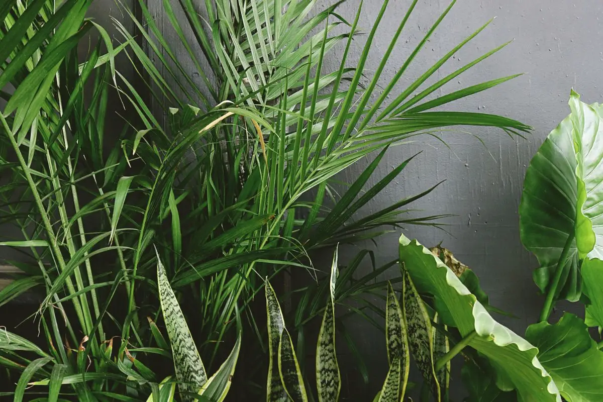 Cosa rende le piante più verdi? I segreti per avere foglie brillanti e sane in casa e in giardino