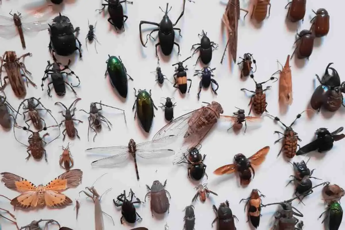 Scopri quali sono i piccoli insetti che possono nascondersi nei mobili della cucina e come prevenirli