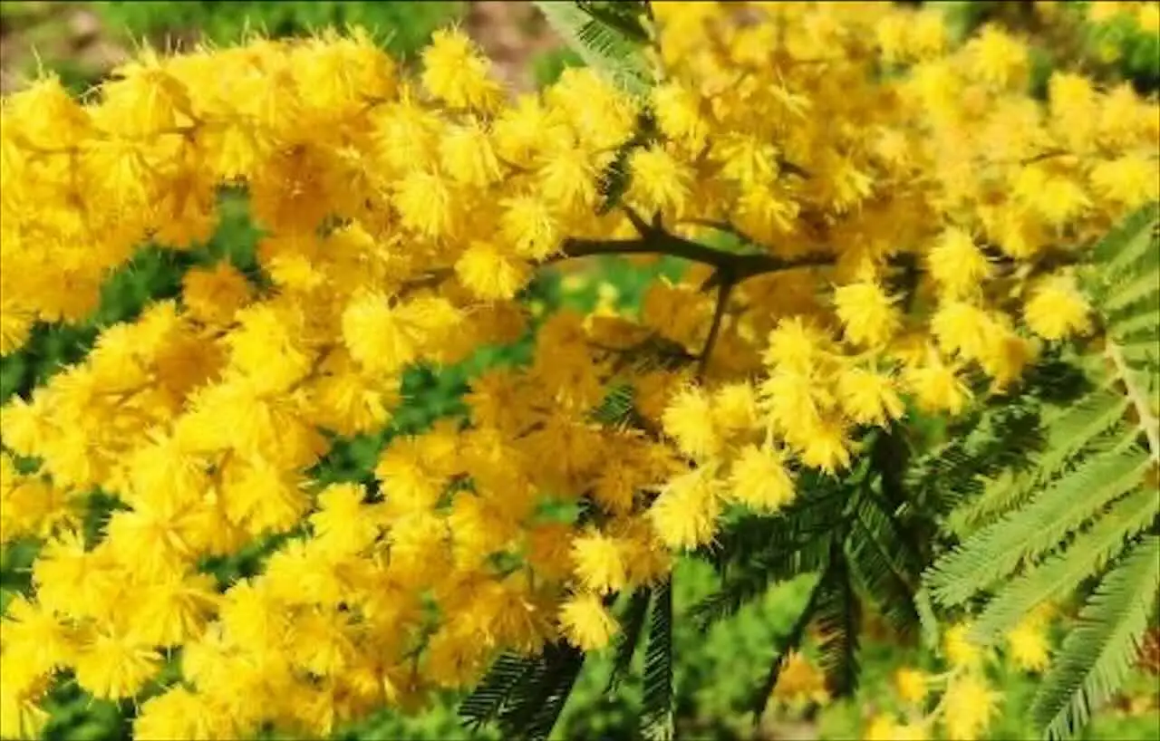 Le piante che attirano l’amore: miti, tradizioni e consigli per trasformare la tua casa in un’oasi romantica