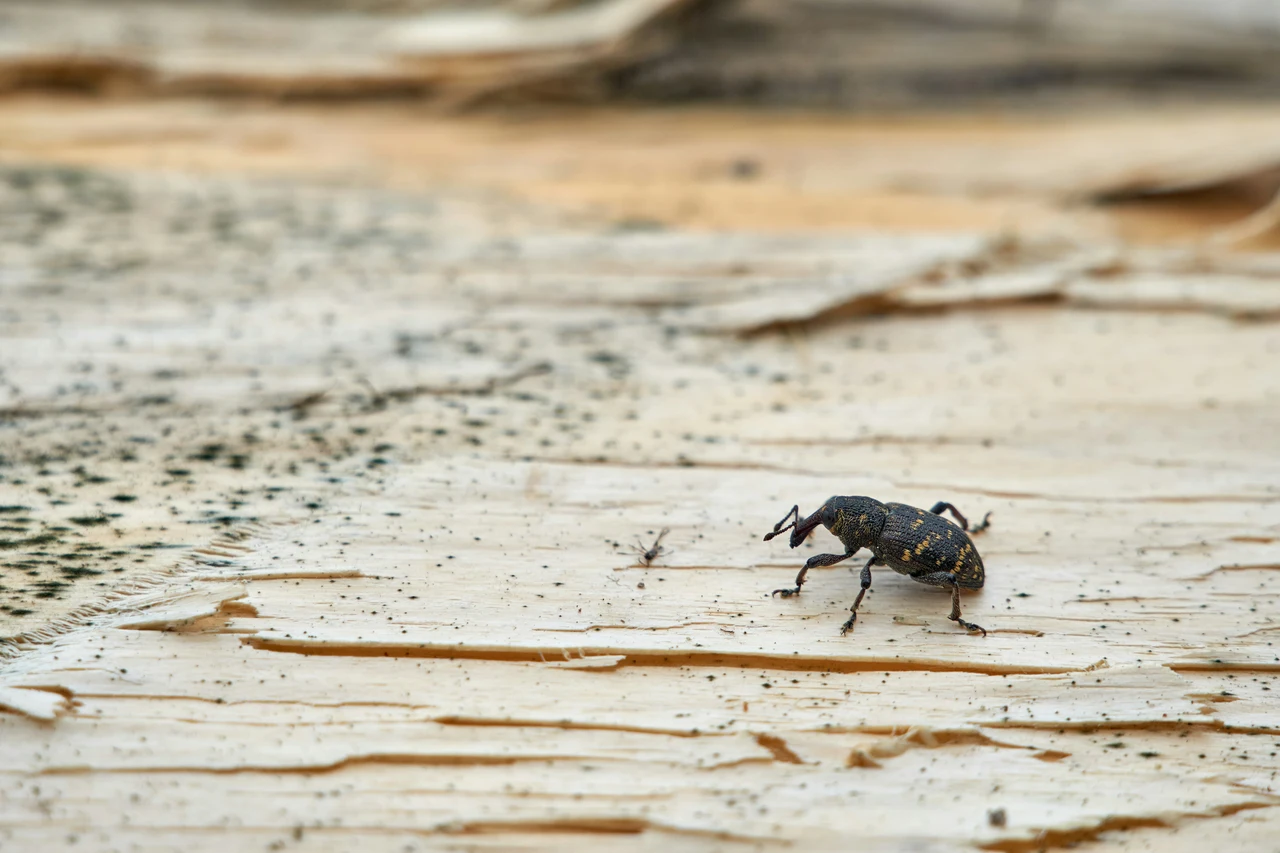 Come sbarazzarsi degli insetti neri in casa: cause, rimedi naturali e consigli per prevenirli