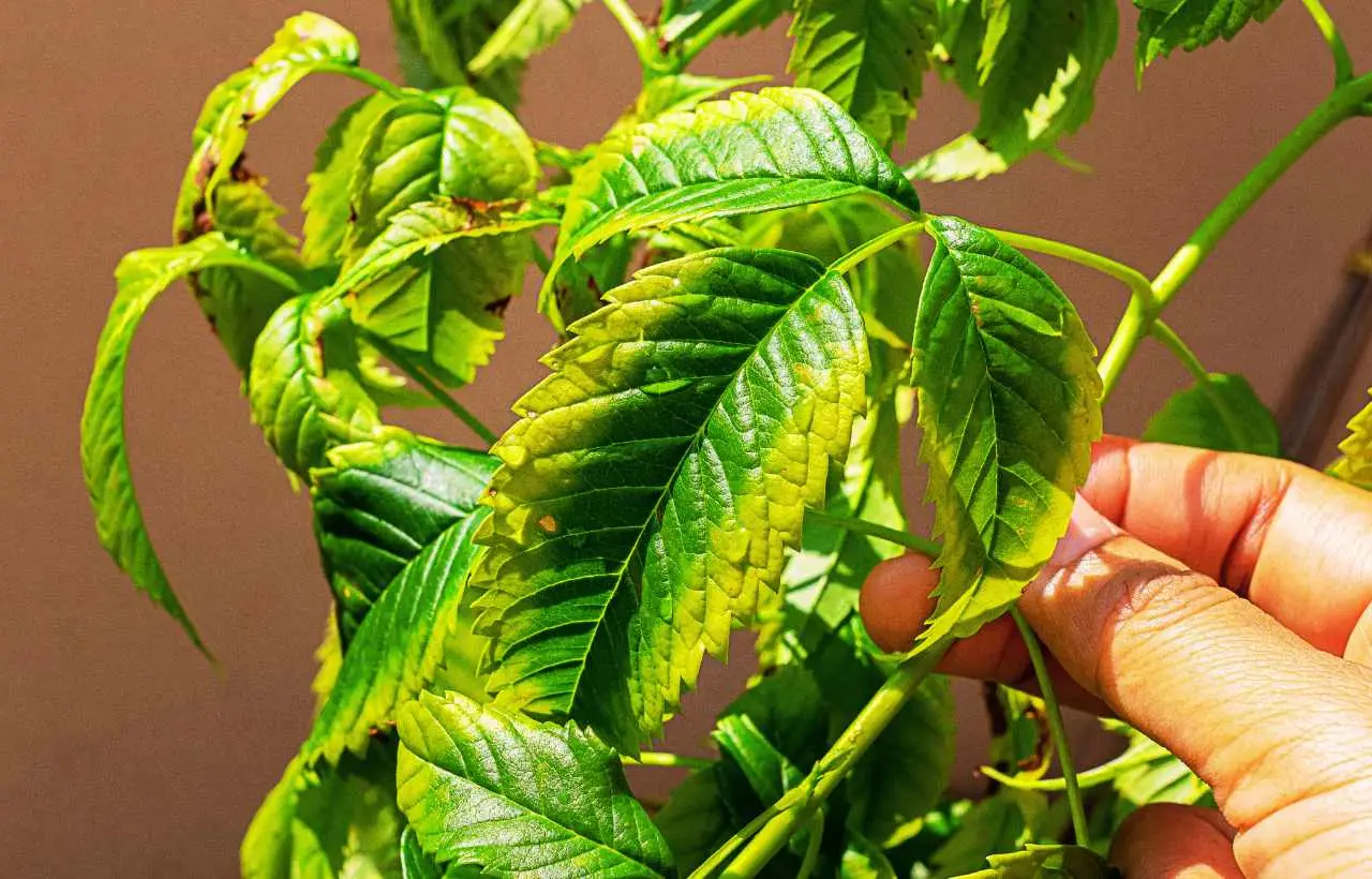 Come prevenire e curare le malattie fungine delle piante: guida pratica contro la septoriosi e altri rischi per il tuo giardino