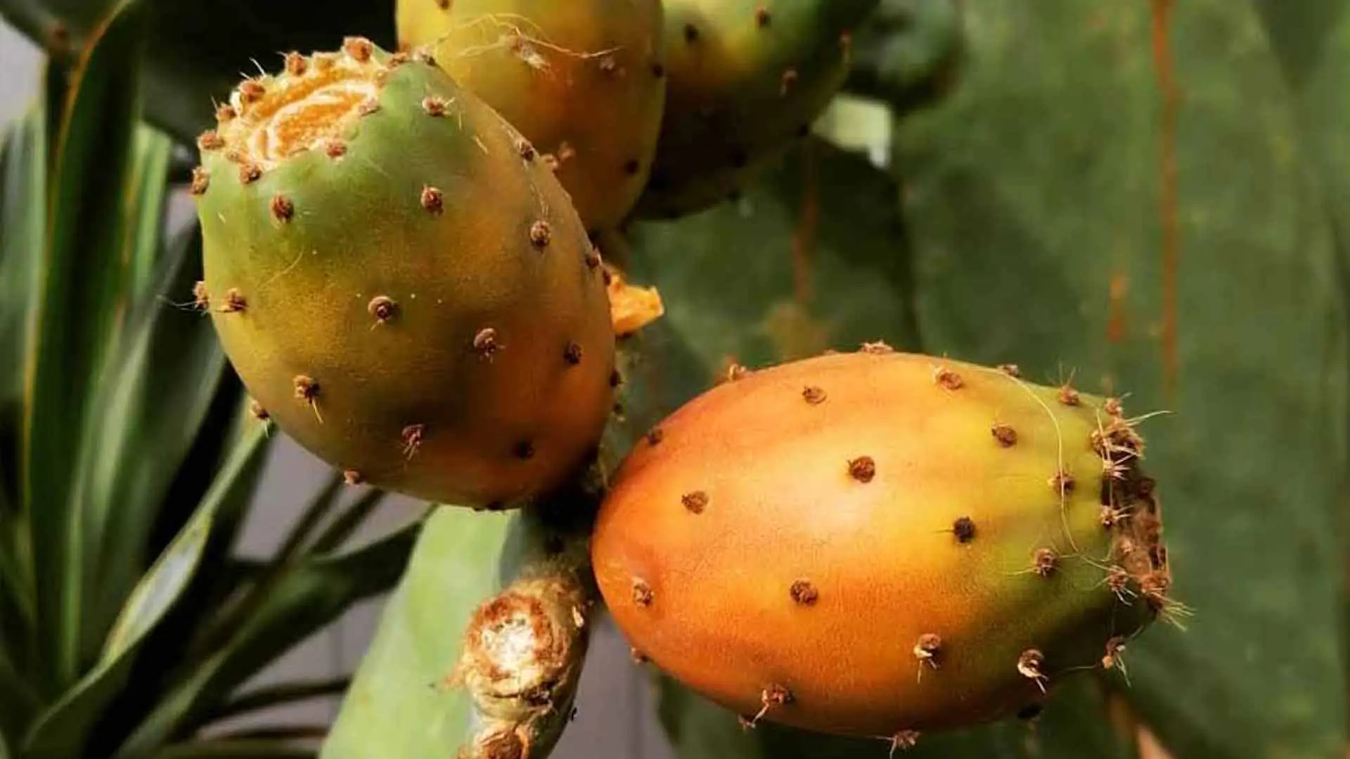 Fico d'india e temperature estreme: come le piante si adattano e sopravvivono al caldo