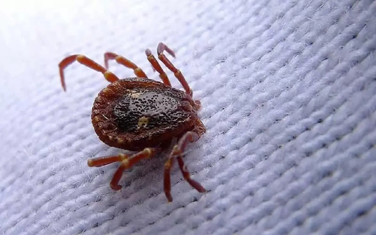 Acari: che colore hanno davvero e perché sono così difficili da vedere? Acari: che colore hanno davvero e perché sono così difficili da vedere?