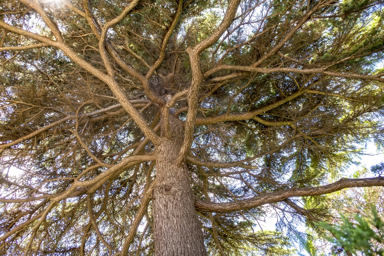 Come scoprire l’età di una pianta: tecniche semplici e curiosità sulla crescita delle piante