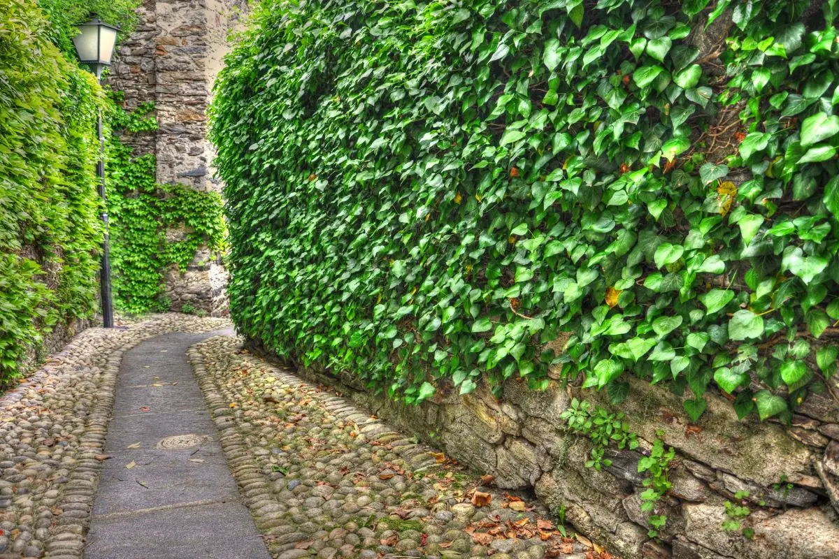 Come proteggere le piante dal vento: il trucco del muro naturale Come proteggere le piante dal vento: il trucco del muro naturale