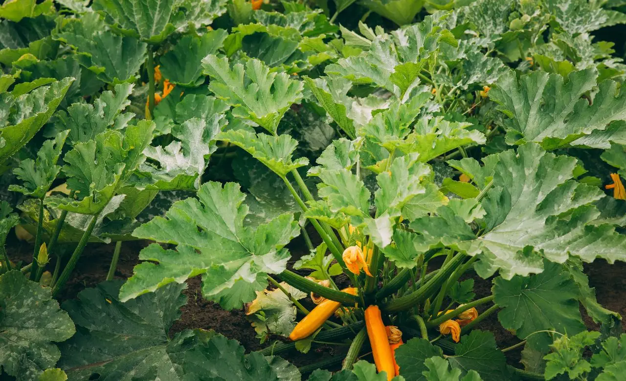 Pianta le zucchine in questo modo e otterrai raccolti doppi Pianta le zucchine in questo modo e otterrai raccolti doppi