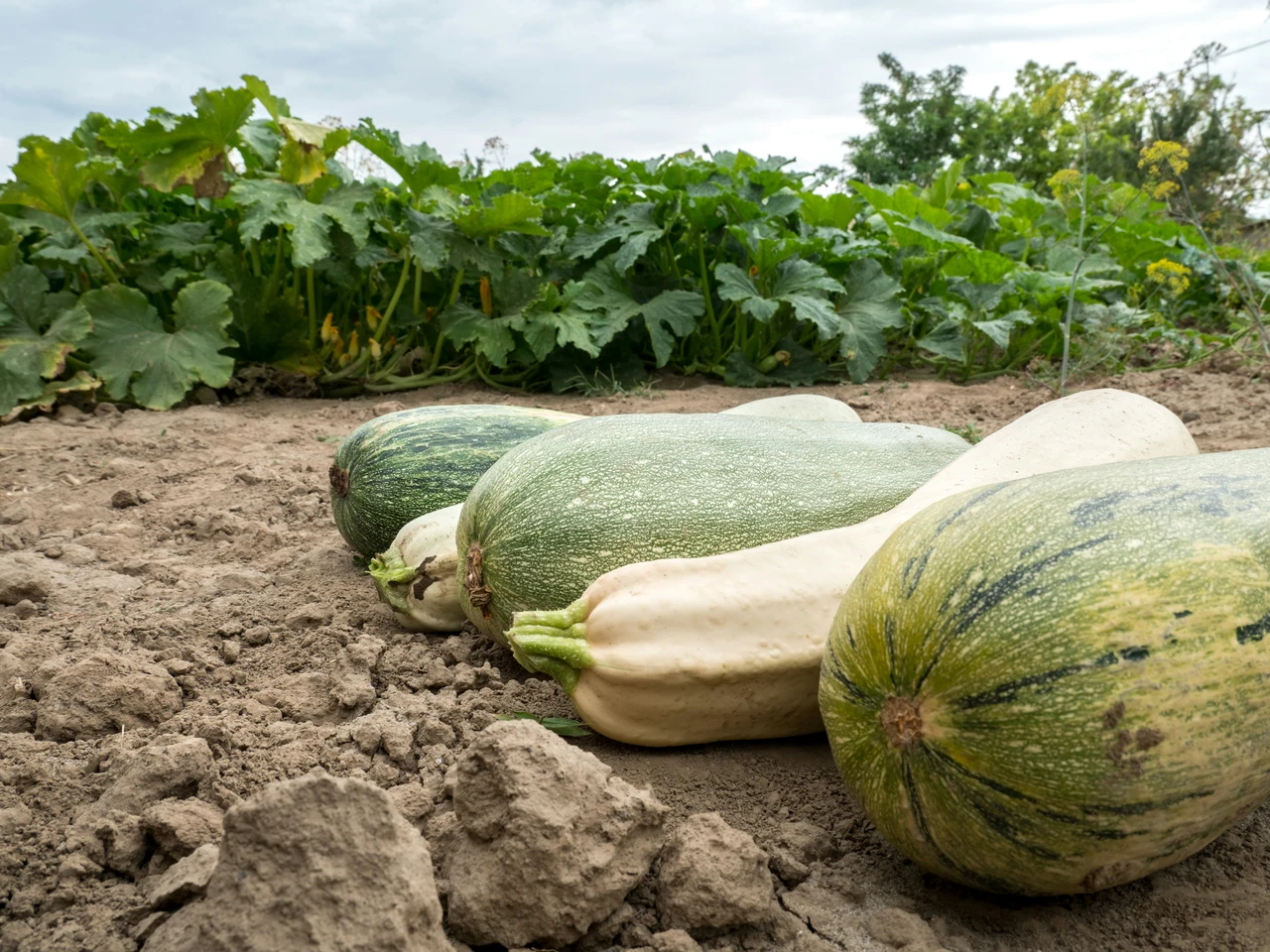 Pianta le zucchine in questo modo e otterrai raccolti doppi Pianta le zucchine in questo modo e otterrai raccolti doppi