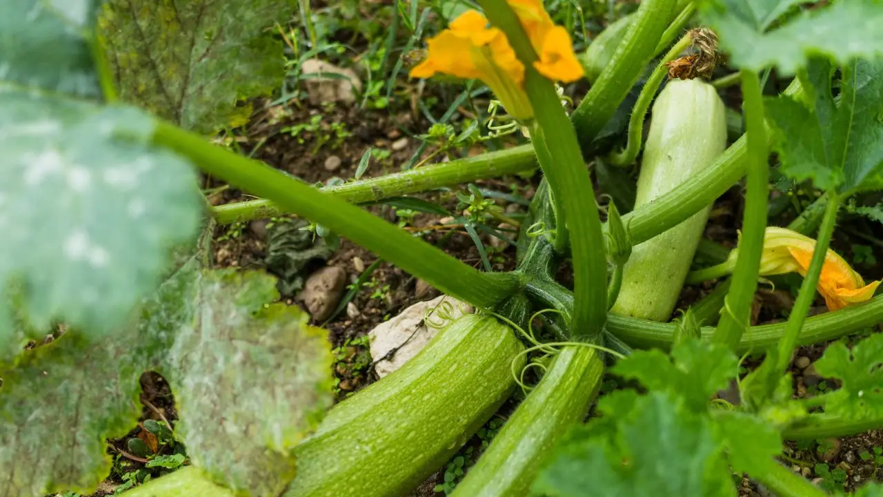 Pianta le zucchine in questo modo e otterrai raccolti doppi Pianta le zucchine in questo modo e otterrai raccolti doppi
