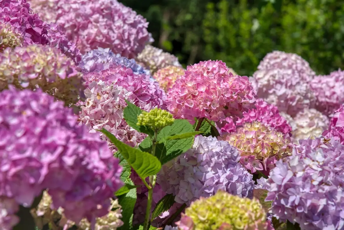 Ortensia sempre in fiore? Il trucco del ferro che pochi conoscono Ortensia sempre in fiore? Il trucco del ferro che pochi conoscono