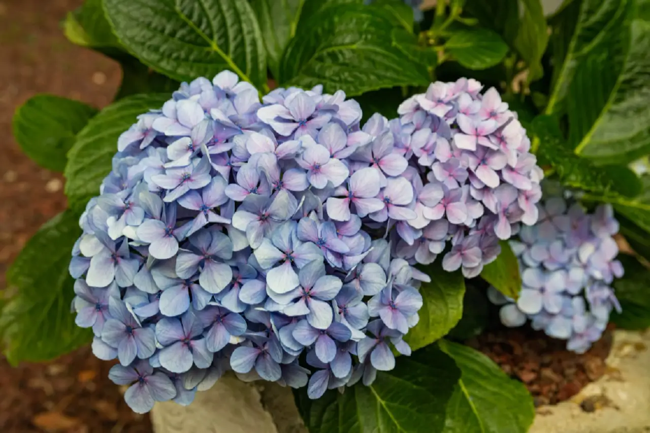 Ortensia sempre in fiore? Il trucco del ferro che pochi conoscono Ortensia sempre in fiore? Il trucco del ferro che pochi conoscono