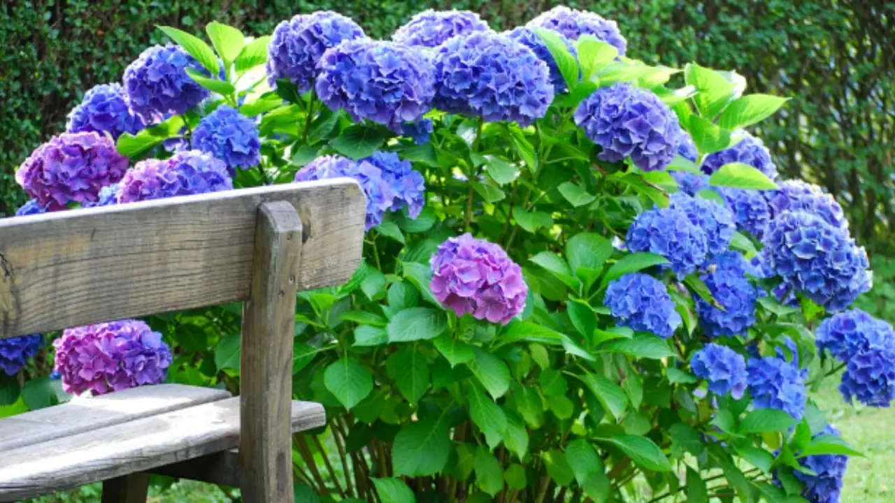 Ortensia sempre in fiore? Il trucco del ferro che pochi conoscono Ortensia sempre in fiore? Il trucco del ferro che pochi conoscono