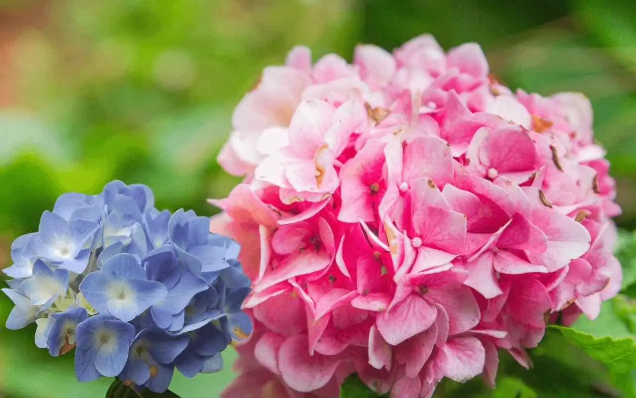 Ortensia sempre in fiore? Il trucco del ferro che pochi conoscono Ortensia sempre in fiore? Il trucco del ferro che pochi conoscono