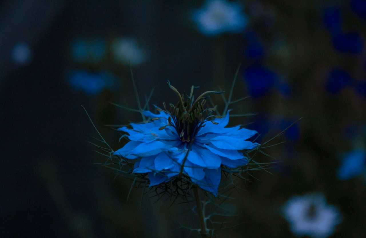 Fiori notturni per giardini estivi: le varietà che sbocciano dopo il tramonto Fiori notturni per giardini estivi: le varietà che sbocciano dopo il tramonto
