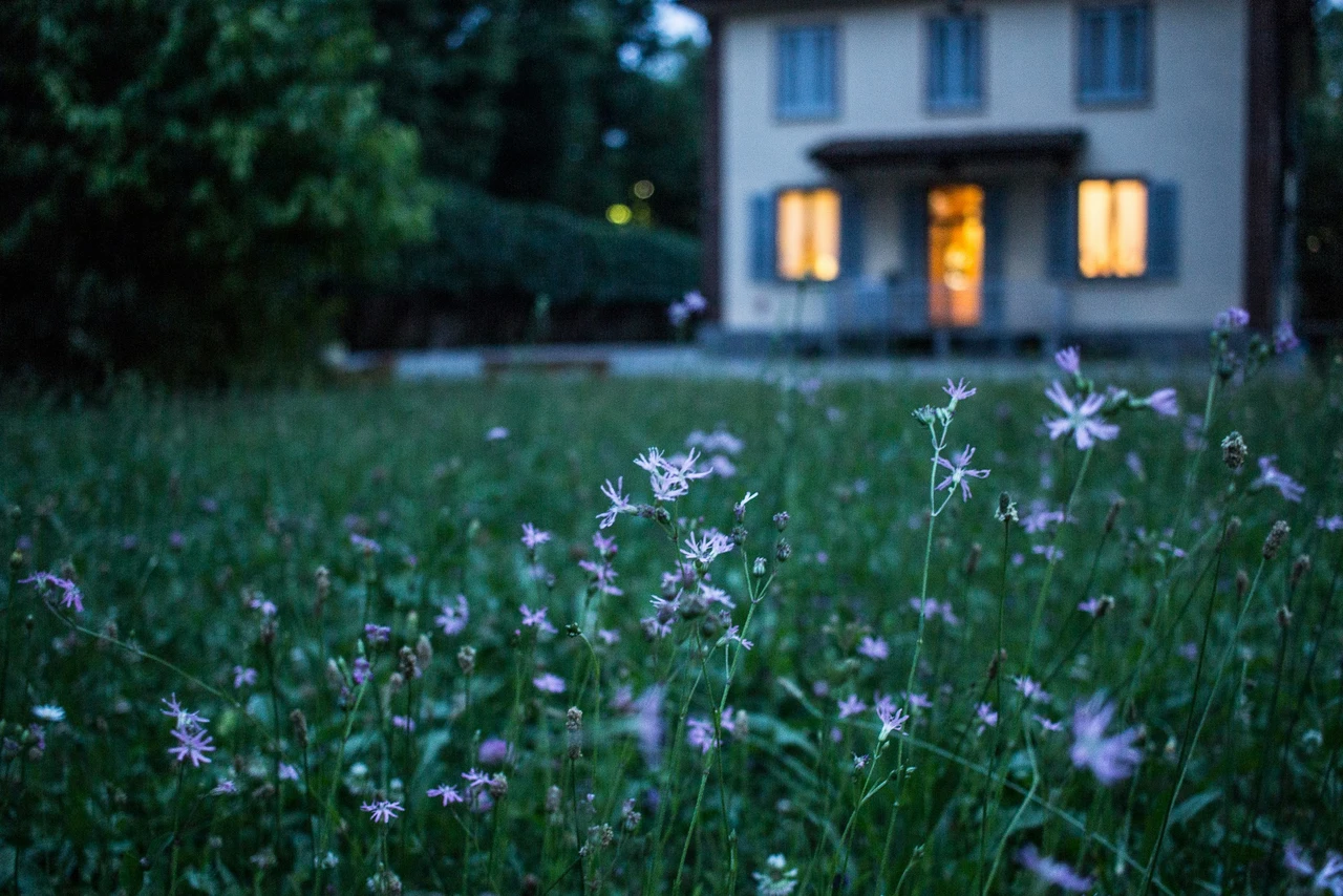 Fiori notturni per giardini estivi: le varietà che sbocciano dopo il tramonto Fiori notturni per giardini estivi: le varietà che sbocciano dopo il tramonto