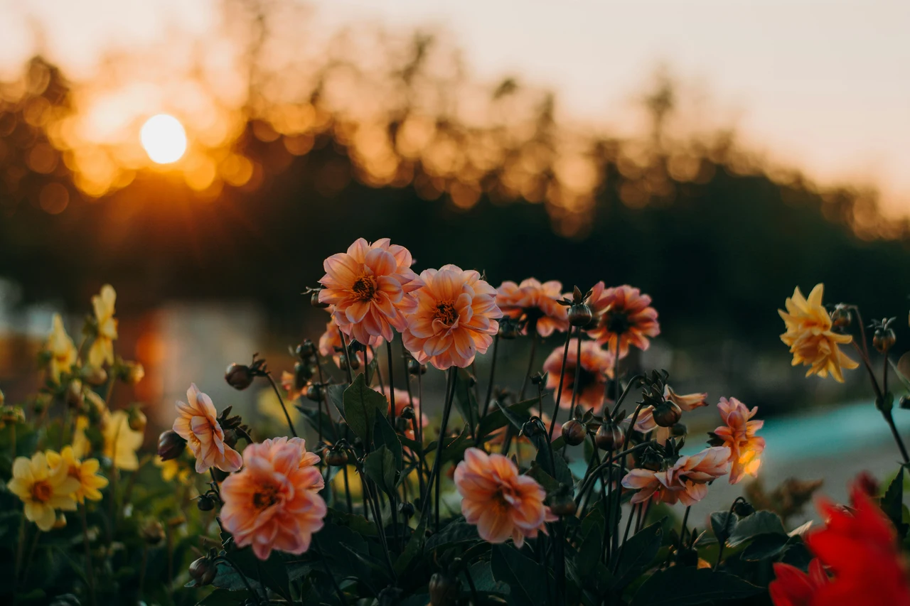 Fiori notturni per giardini estivi: le varietà che sbocciano dopo il tramonto Fiori notturni per giardini estivi: le varietà che sbocciano dopo il tramonto