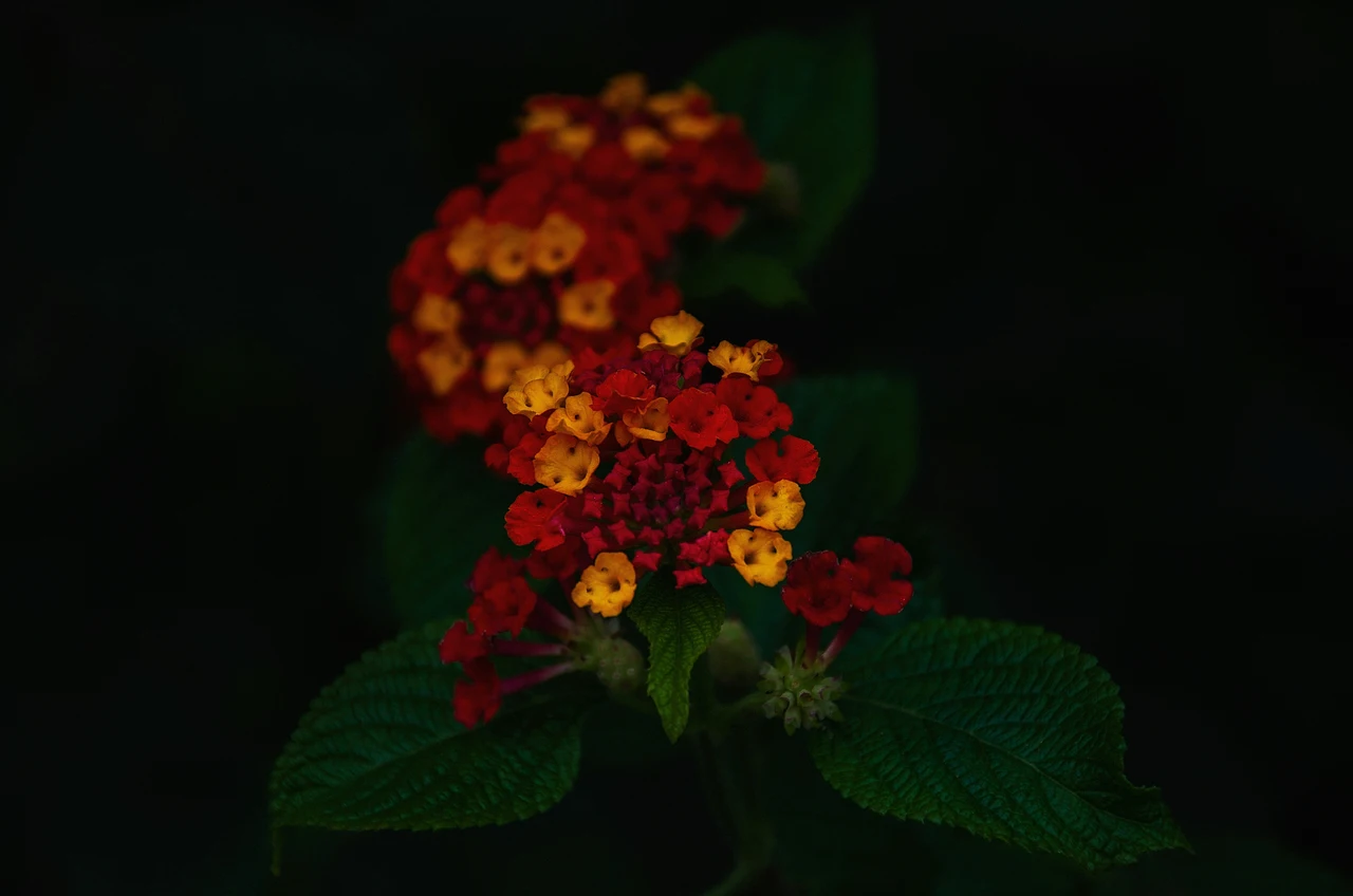 Fiori notturni per giardini estivi: le varietà che sbocciano dopo il tramonto Fiori notturni per giardini estivi: le varietà che sbocciano dopo il tramonto