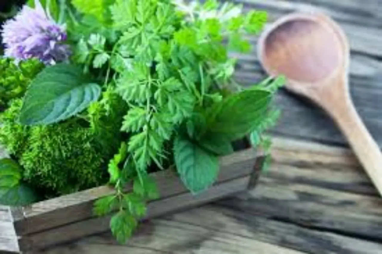 Il rimedio naturale per tenere lontani scarafaggi e ragni Il rimedio naturale per tenere lontani scarafaggi e ragni