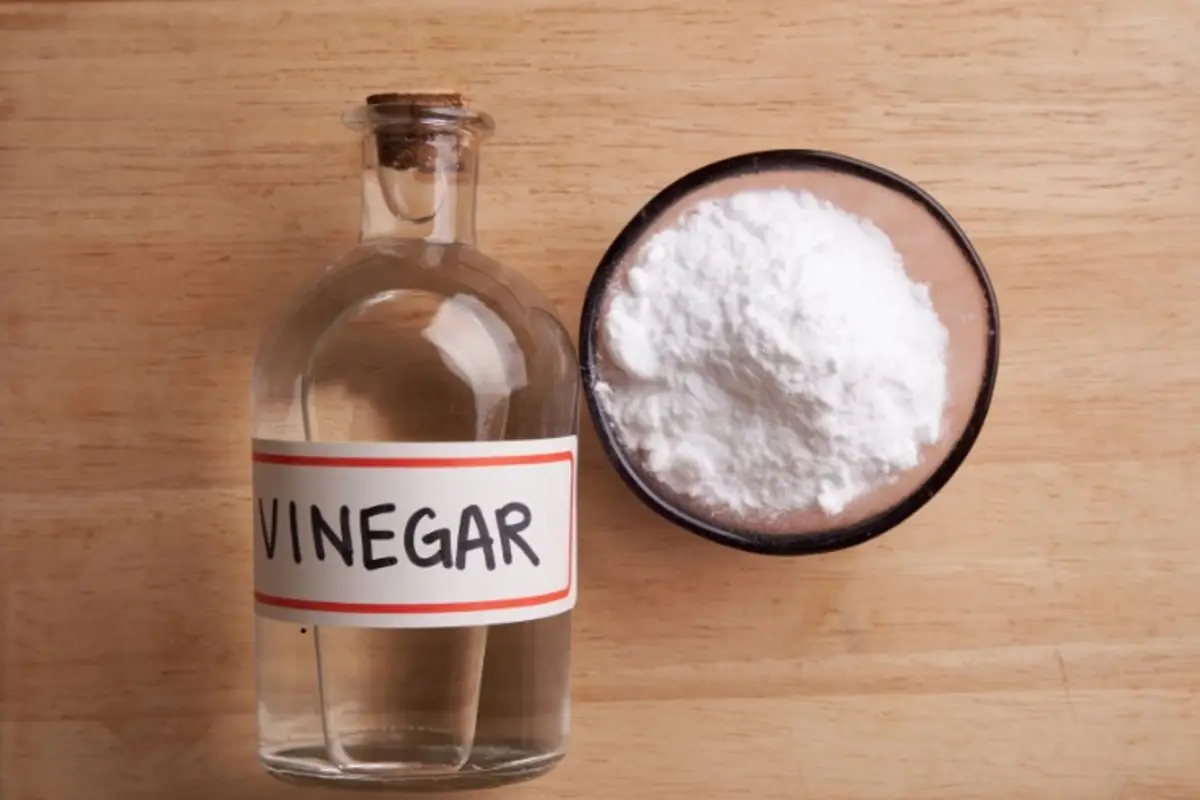 Il rimedio naturale per tenere lontani scarafaggi e ragni Il rimedio naturale per tenere lontani scarafaggi e ragni