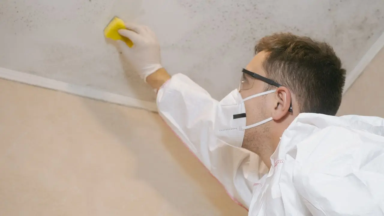 Svelato il trucco veloce per eliminare la muffa dai muri senza prodotti aggressivi Svelato il trucco veloce per eliminare la muffa dai muri senza prodotti aggressivi