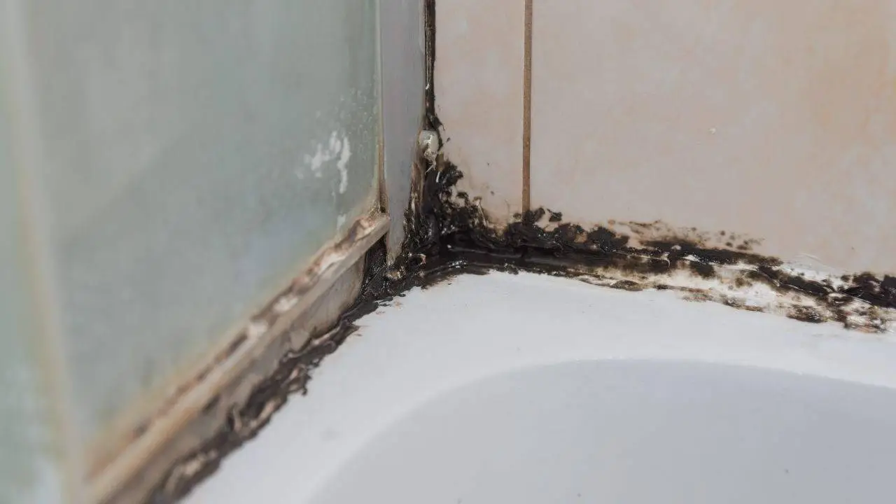 Scopri subito come prevenire muffa nei bagni con un gesto facilissimo e rapido Scopri subito come prevenire muffa nei bagni con un gesto facilissimo e rapido