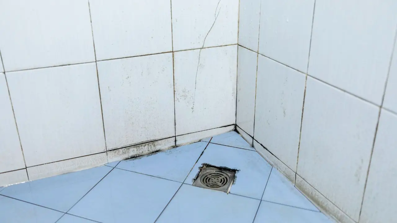Scopri subito come prevenire muffa nei bagni con un gesto facilissimo e rapido Scopri subito come prevenire muffa nei bagni con un gesto facilissimo e rapido